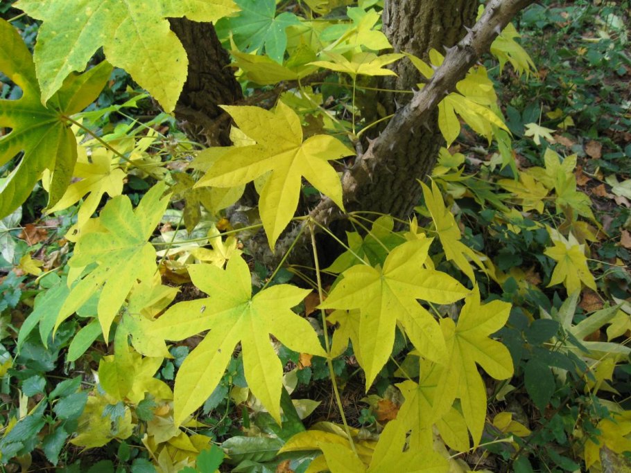 Дерево с колючей листвой 5 букв сканворд