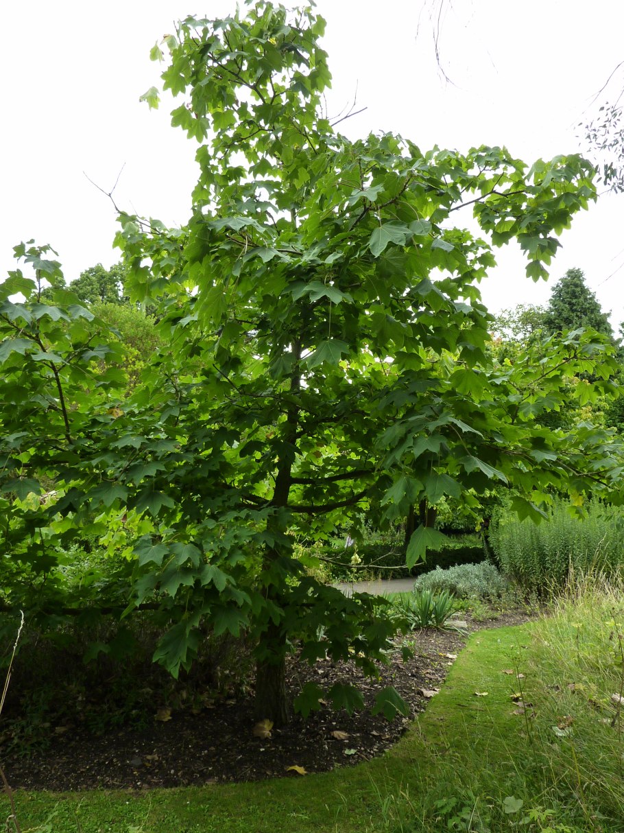 Калопанакс семилопастный