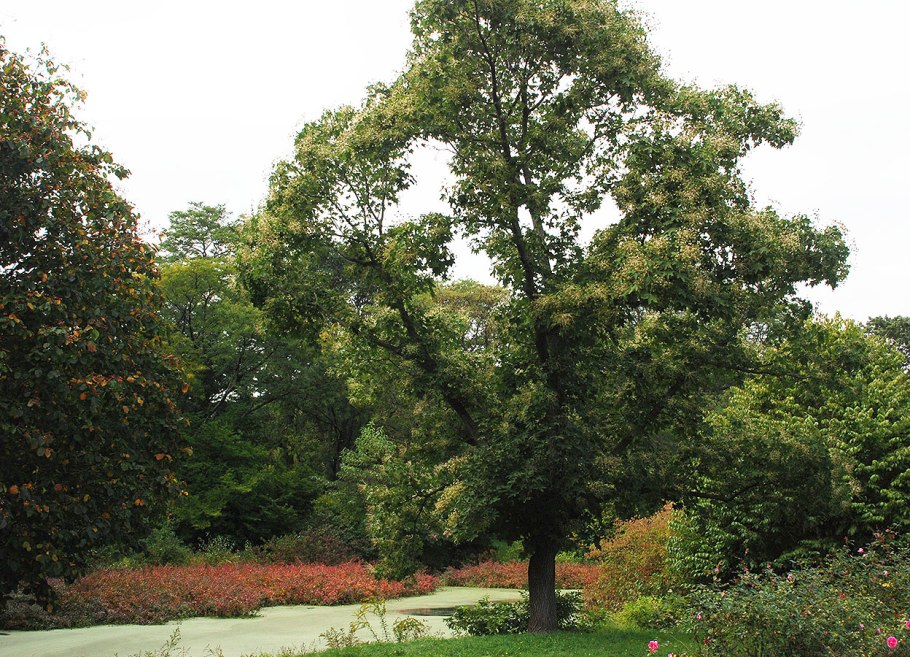 Реликтовые птицы