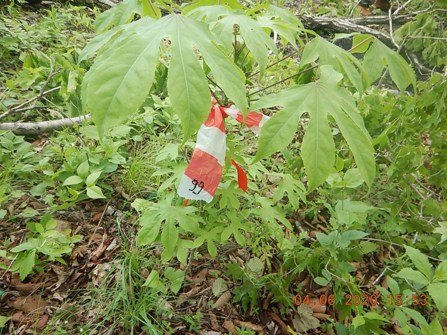 Диморфант Аралия маньчжурская