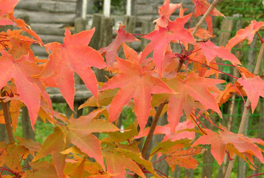 Диморфант семилопастный