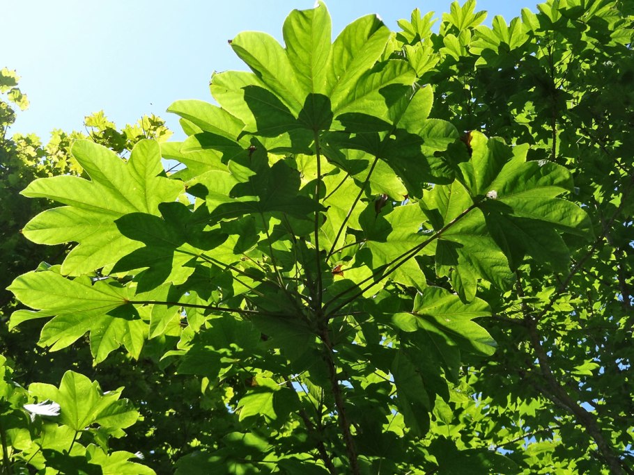 Калопанакс диморфант