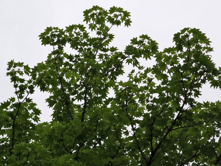 Диморфант дерево