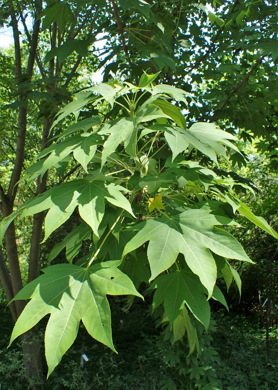 Калопанакс почки