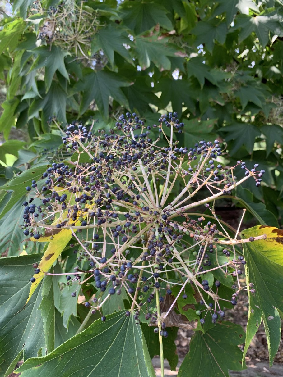 Аралия маньчжурская аптека