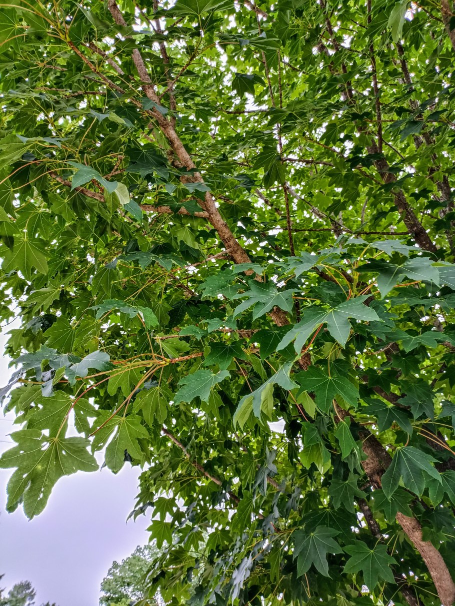 Диморфант калопанакс Дальневосточный