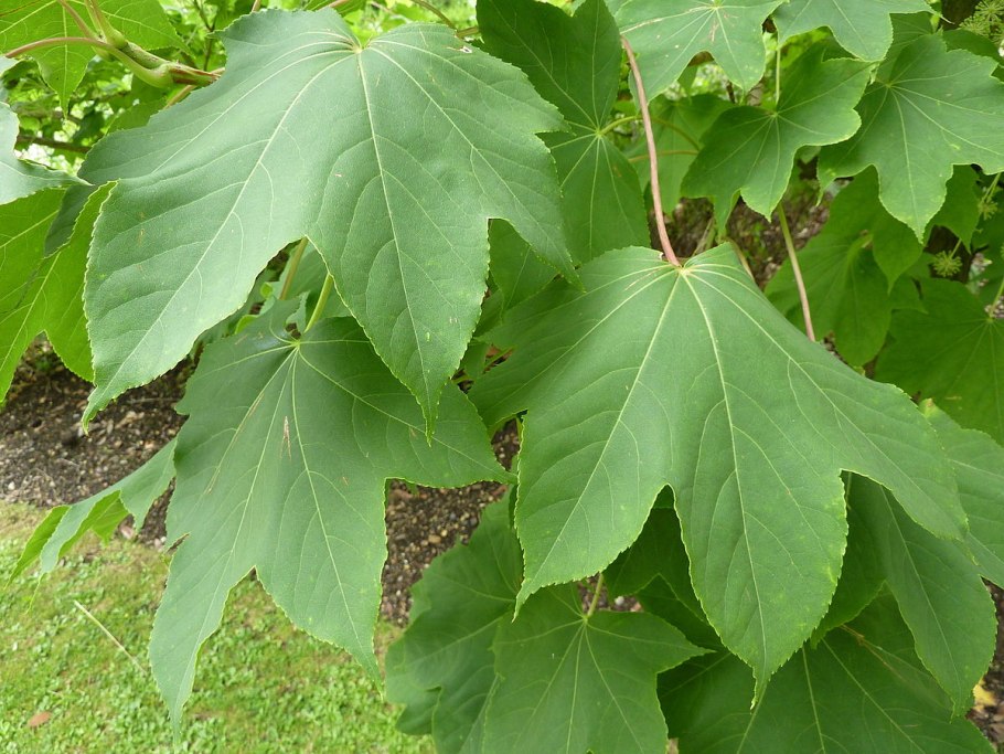 Калопанакс семилопастный, диморфант