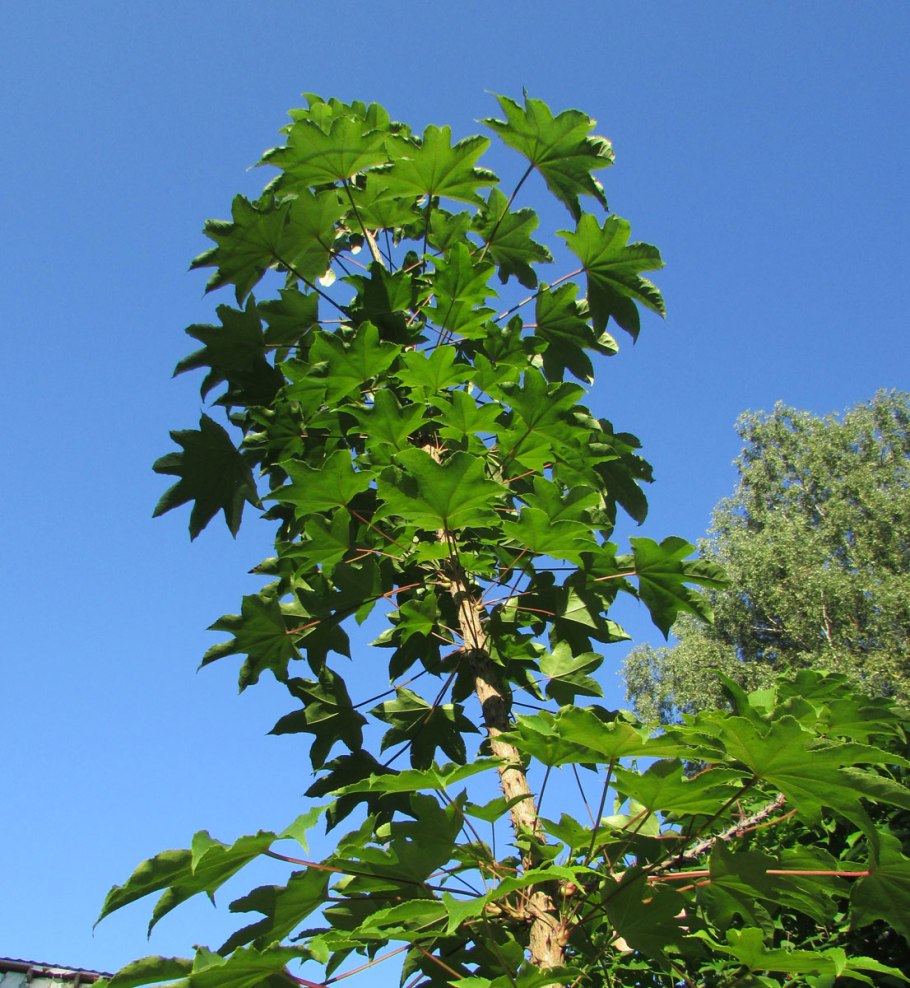 Калопанакс диморфант