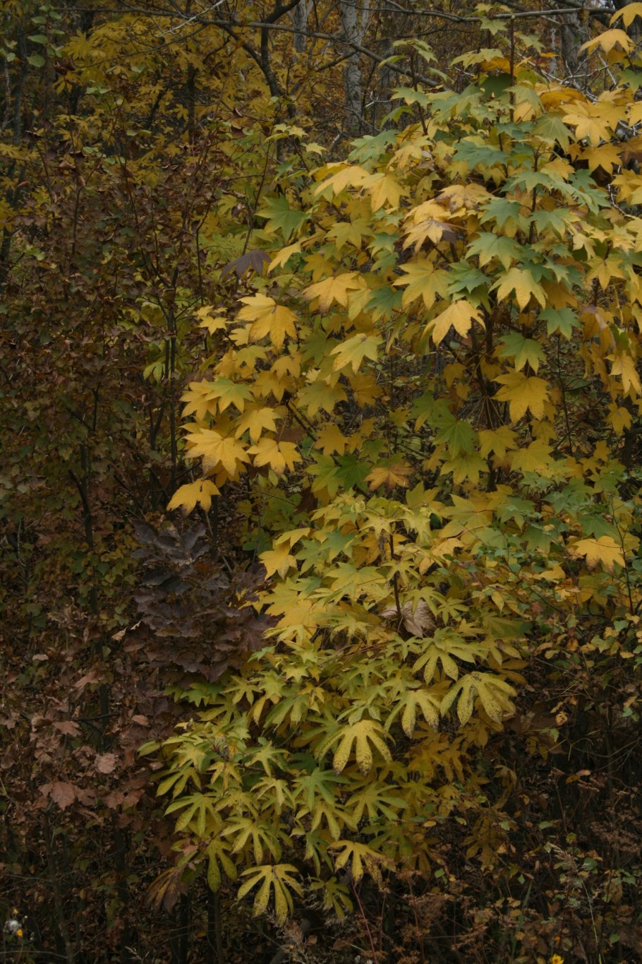 Диморфант кора