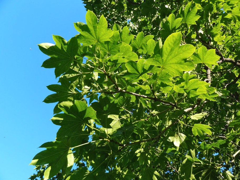 Калопанакс мебель