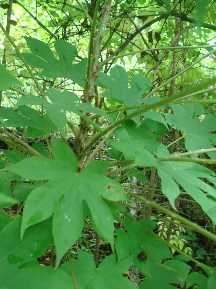 Аралия маньчжурская ствол