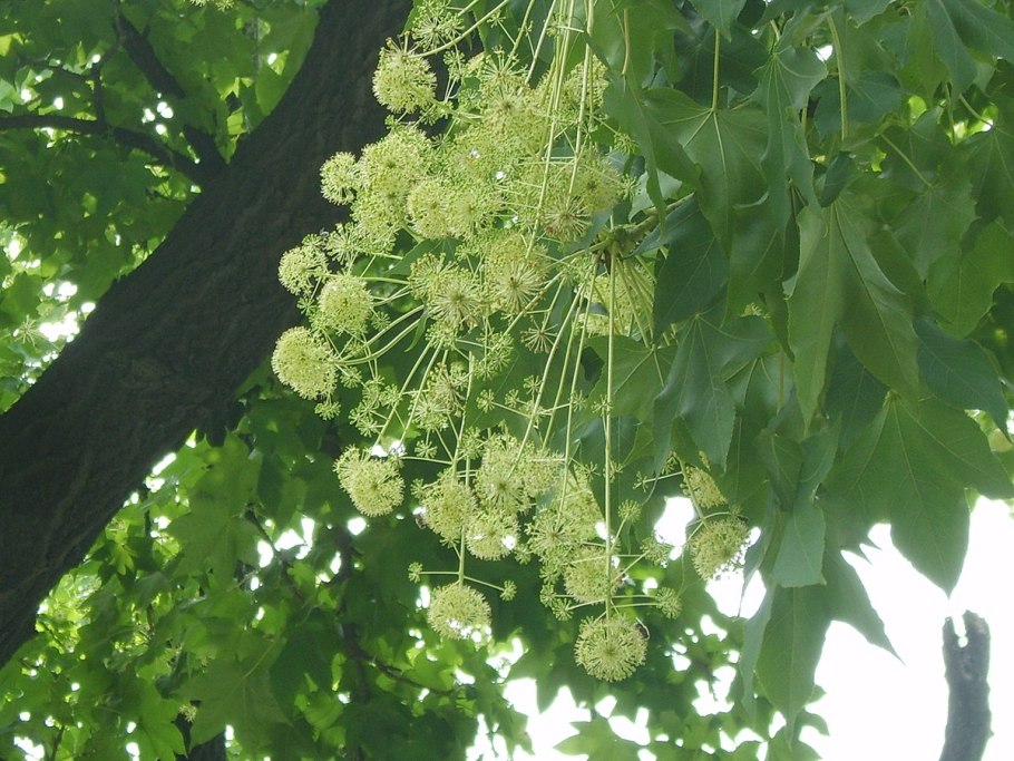 Калопанакс белый орехсушегый