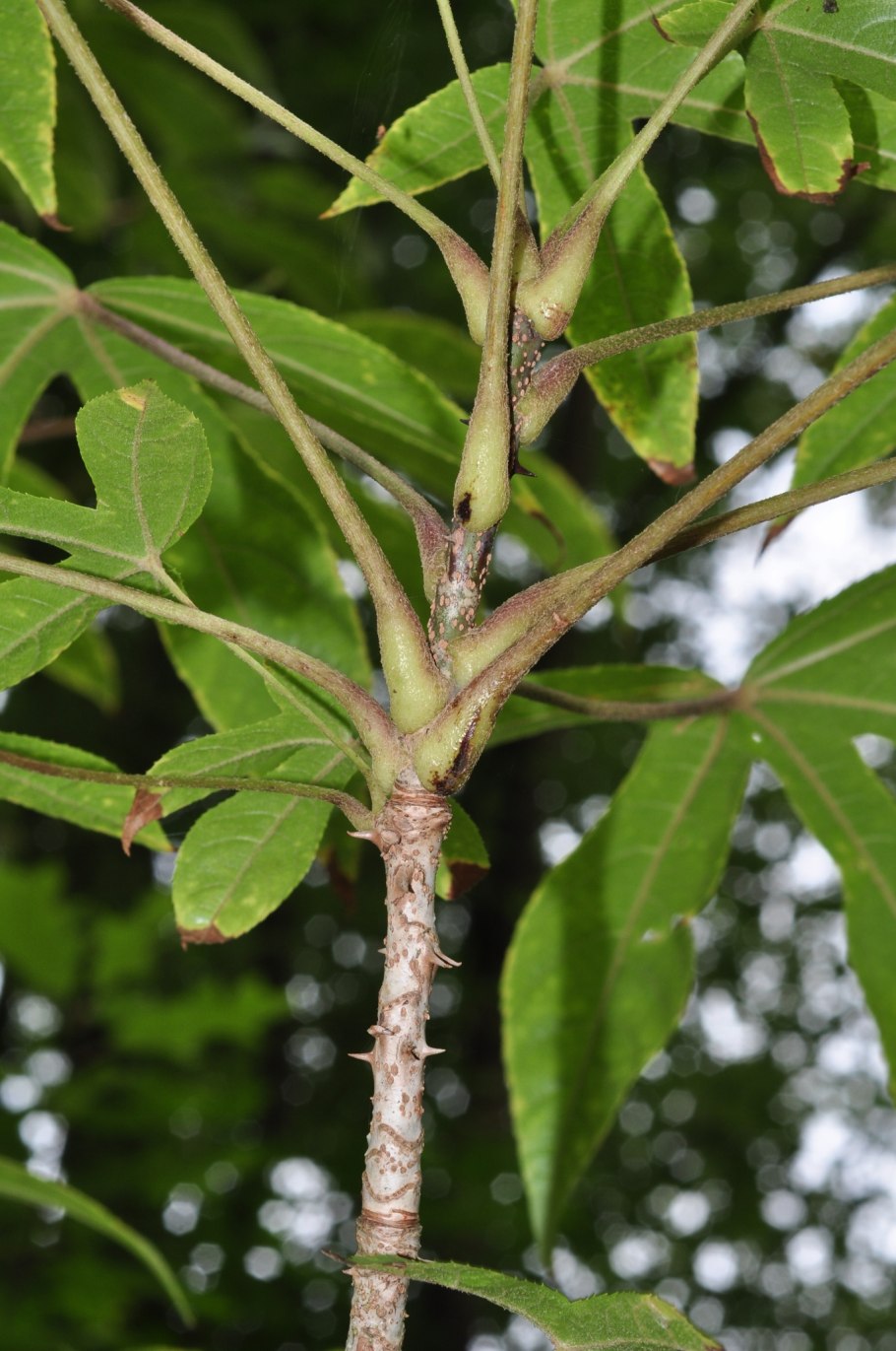 Калопанакс белый орех