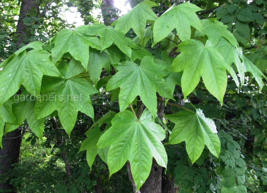 Калопанакс диморфант