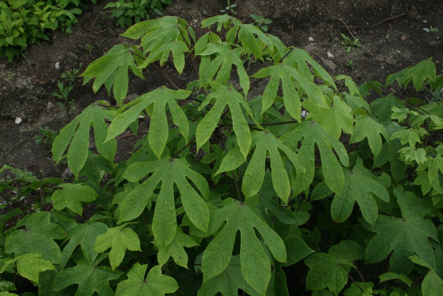 Калопанакс семилопастный