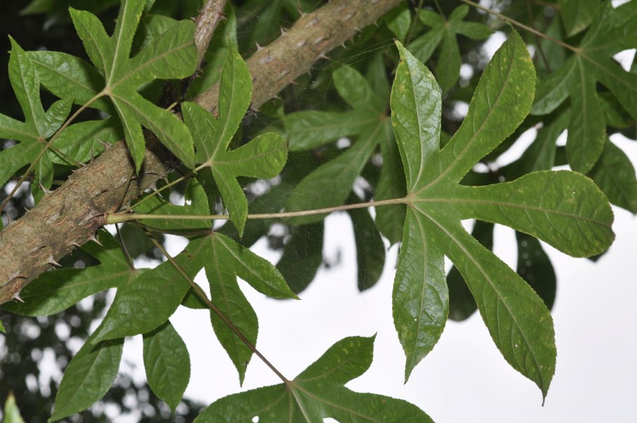 Калопанакс лист