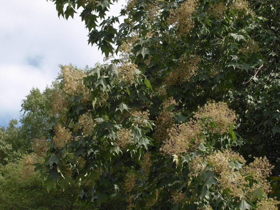 Калопанакс семилопастный диморфант белый орех