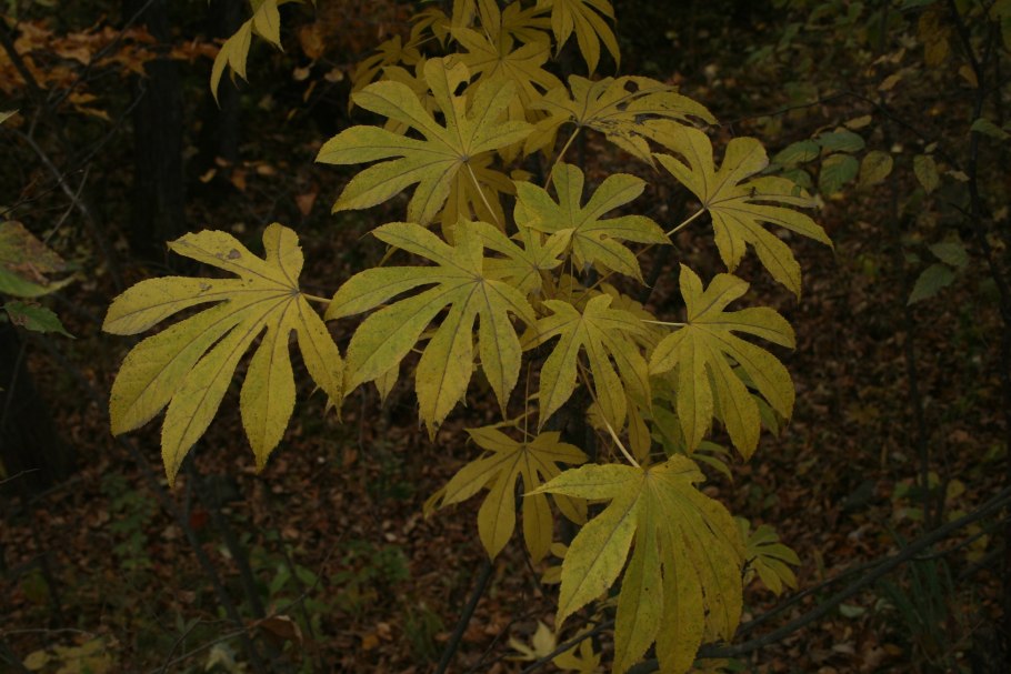 Калопанакс семилопастный диморфант белый орех