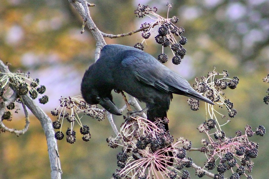 Диморфант дерево Приморский край