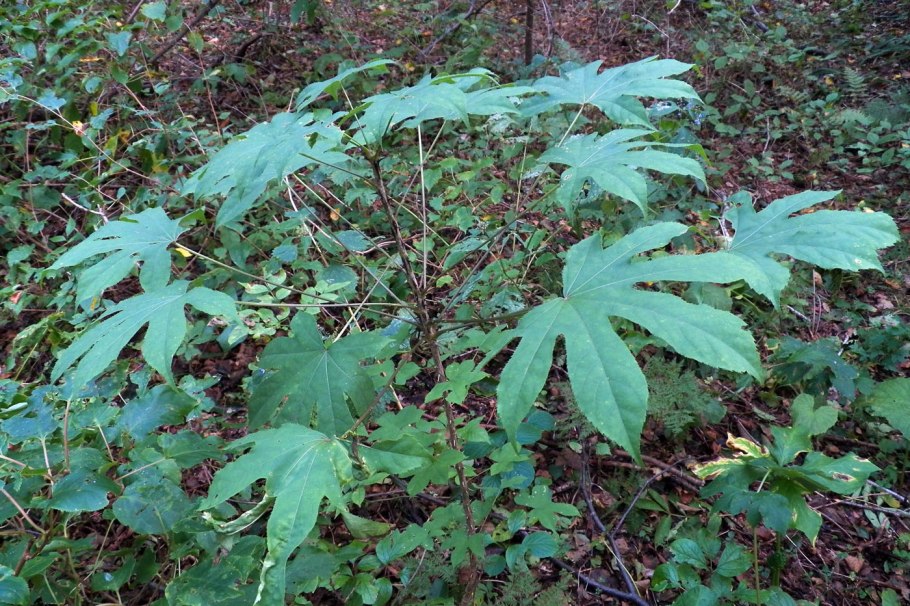 Диморфант колючки