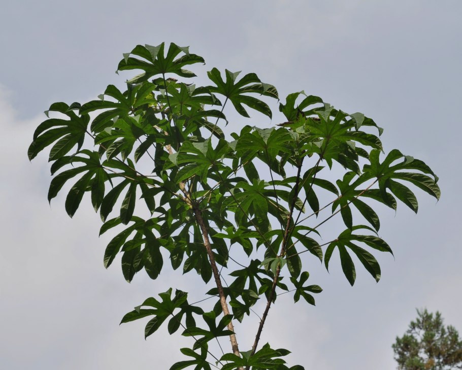 Калопанакс диморфант