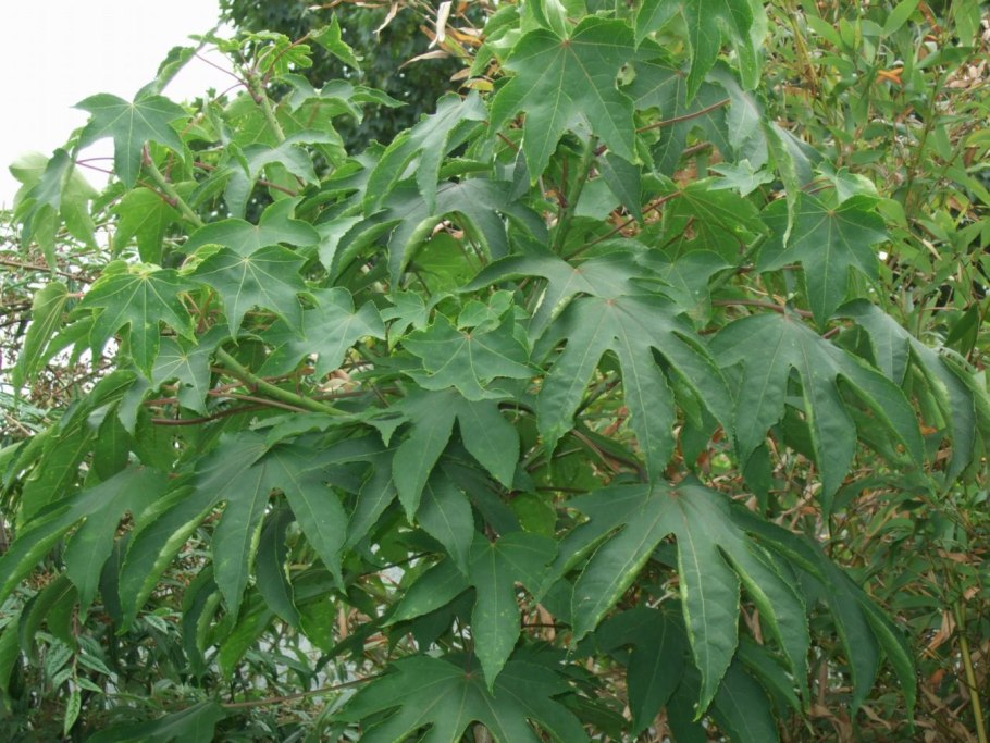 Калопанакс лист