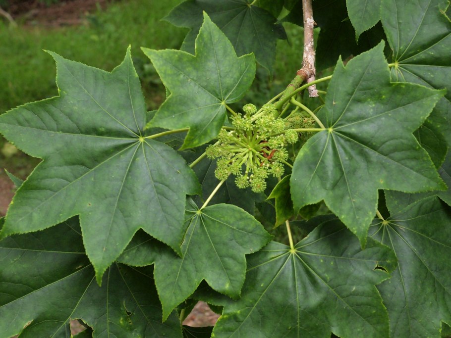 Калопанакс семилопастной