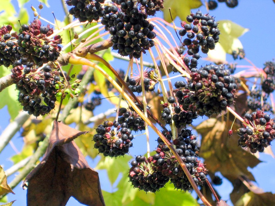 Калопанакс диморфант