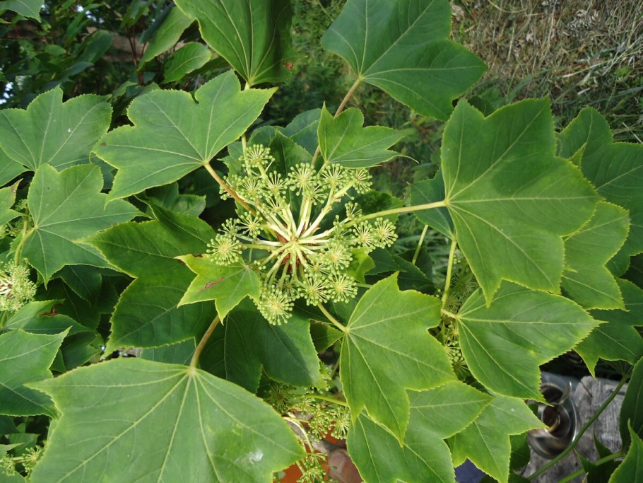 Калопанакс диморфант