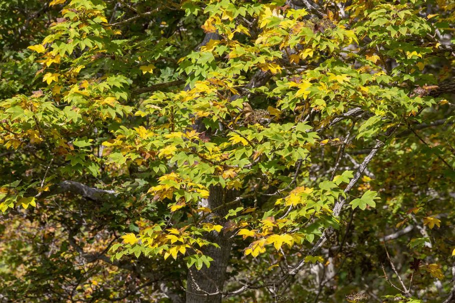 Тополас семилопастный