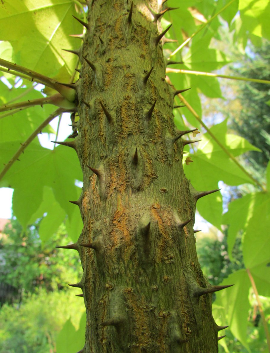 Калопанакс семилопастной