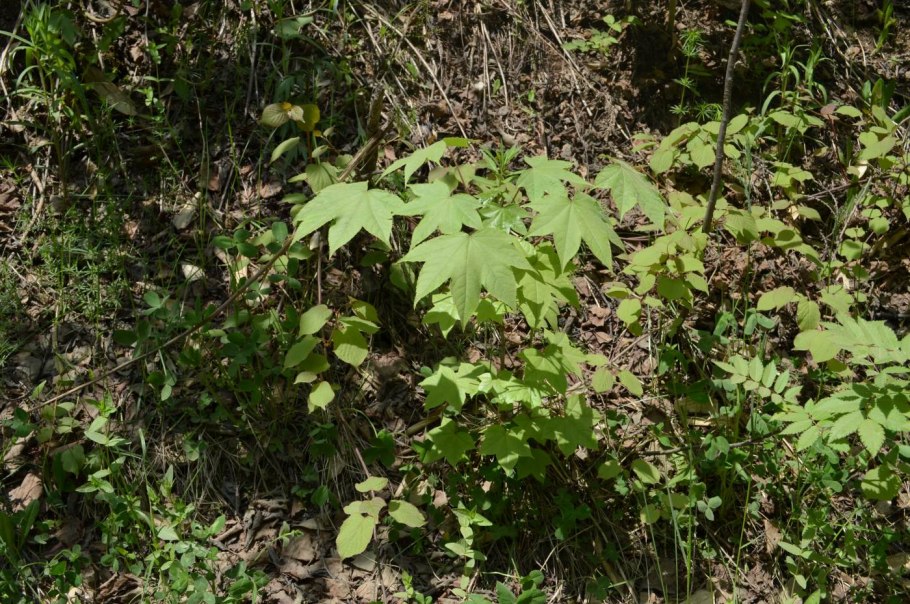 Раскраска калопанакс семилопастный