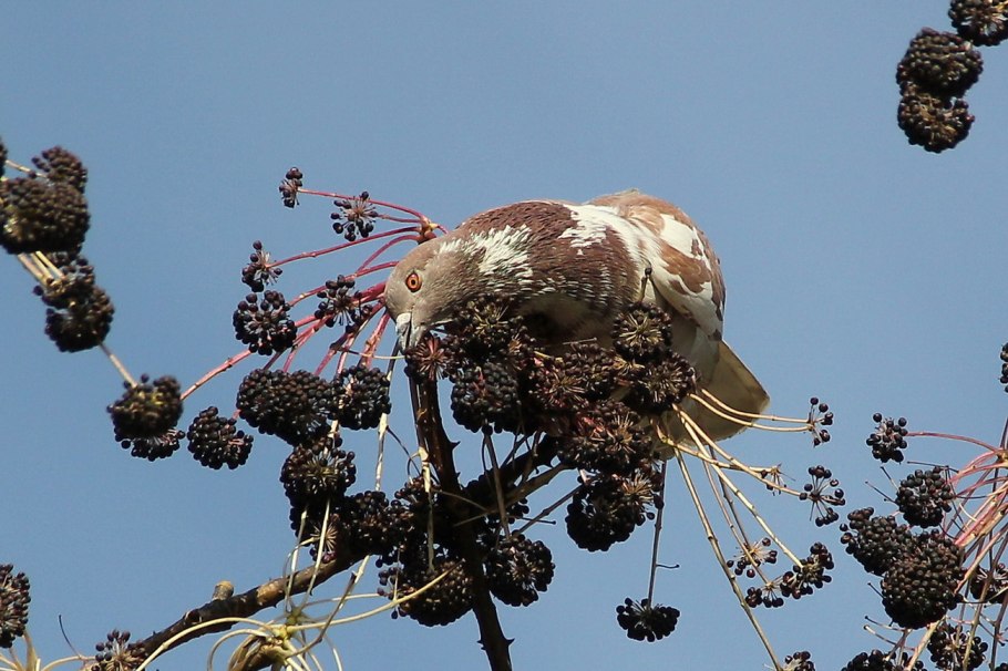Калопанакс сидячий