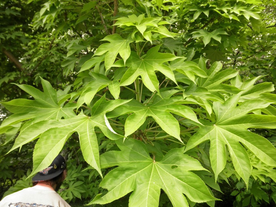 Калопанакс семилопастный диморфант белый орех