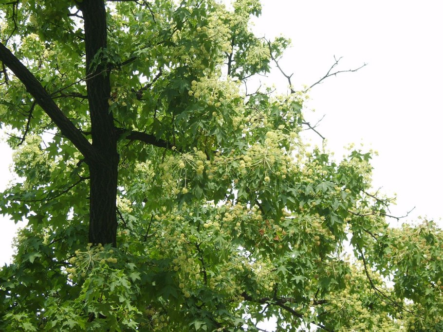 Калопанакс белый орехсушегый