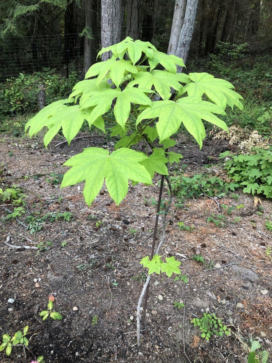 Калопанакс орех сушеный