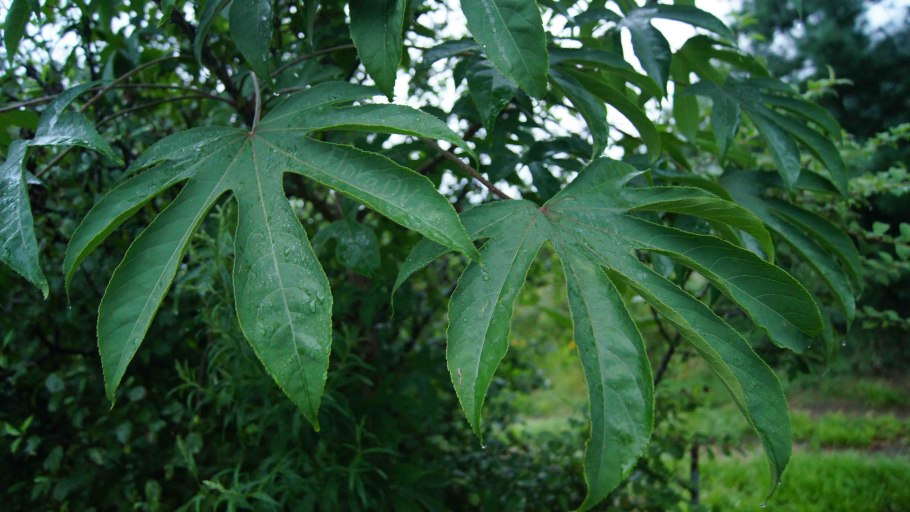 Диморфант калопанакс Дальневосточный