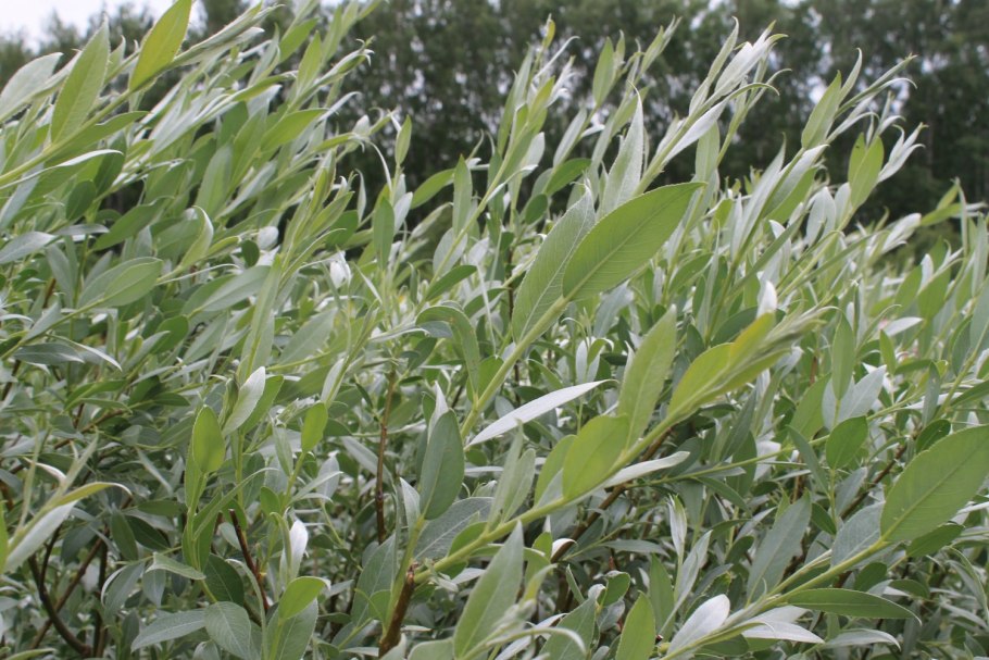 Ива ломкая Salix fragilis