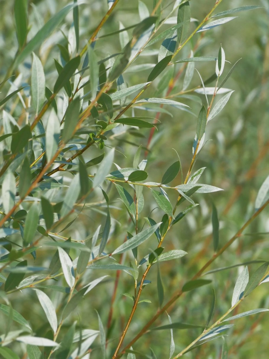 Ива белая Чермезина