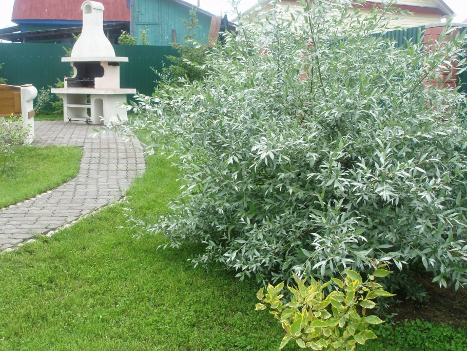 Ива белая Альба Вариегата