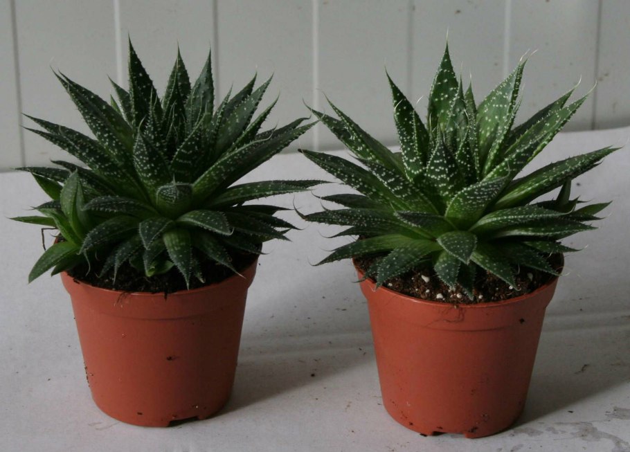 Комнатные цветы алоэ Вера
