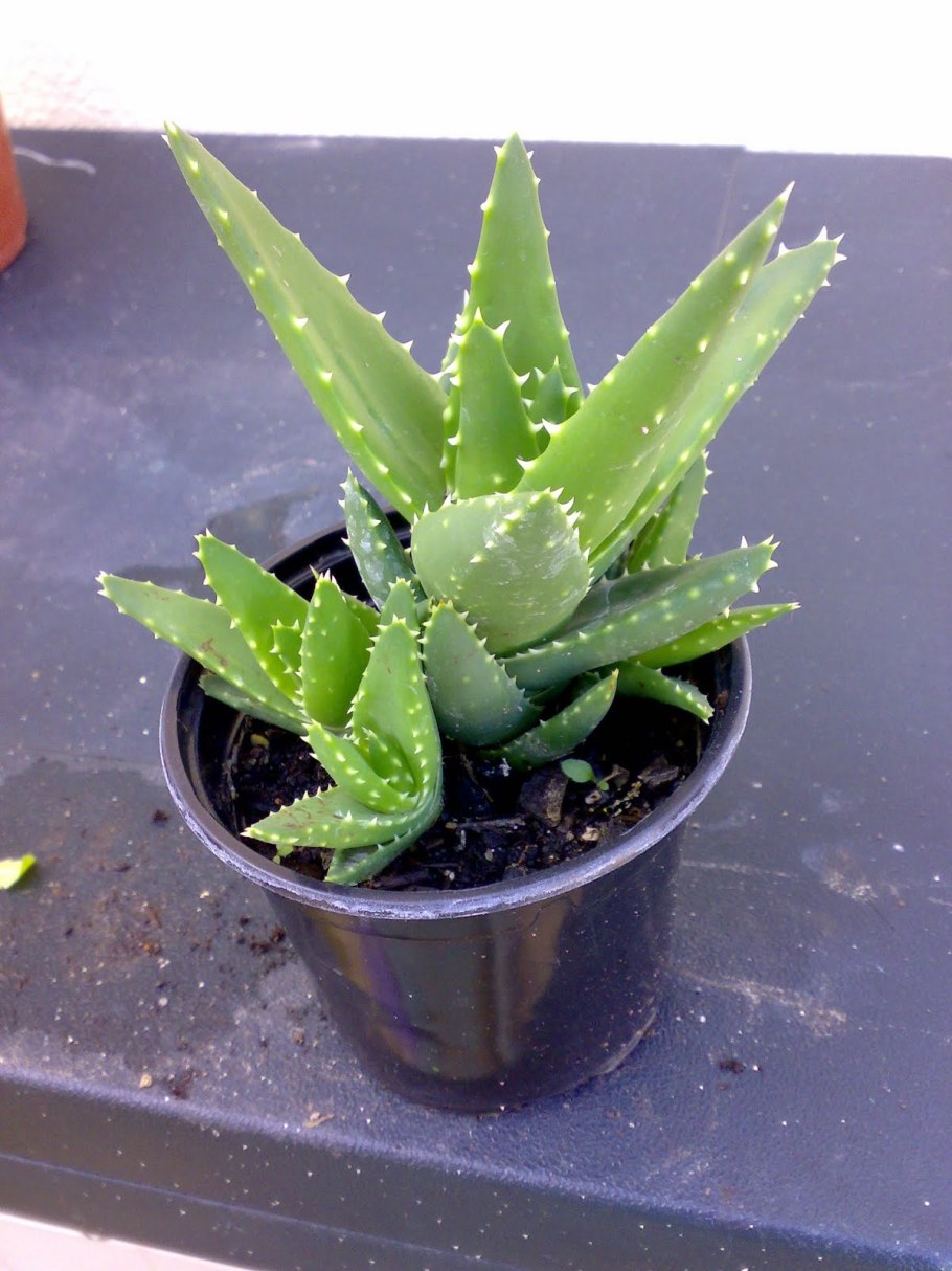 Алоэ Вера пятнистое