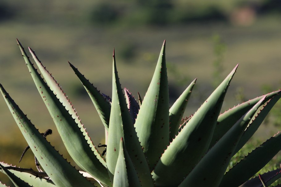 Алоэ коротколистное (a. brevifolia Mill
