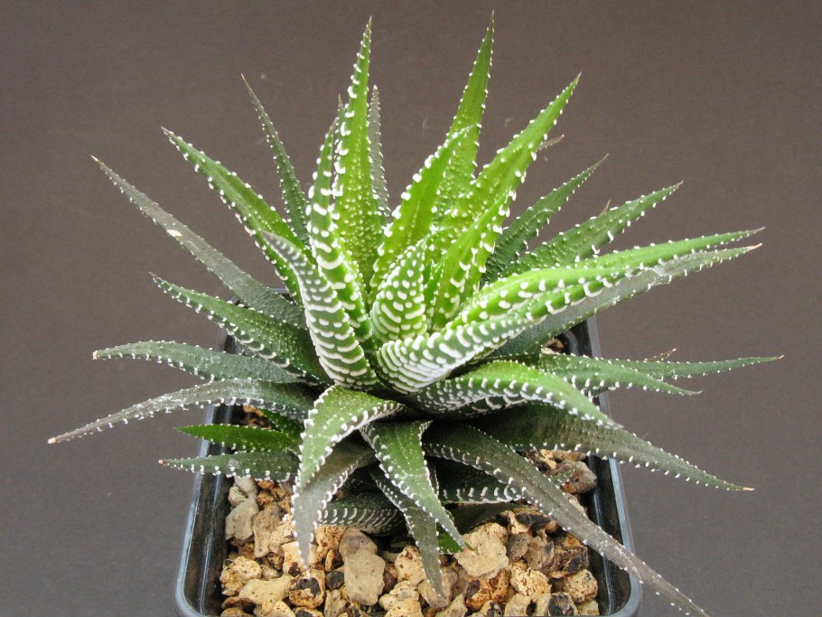 Алоэ Санрайз