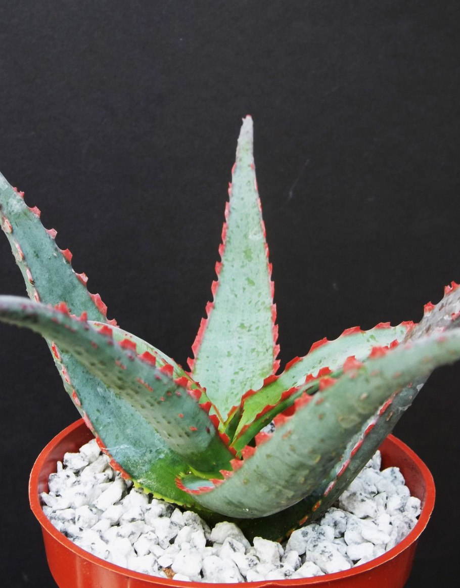 Алоэ остистое сорта