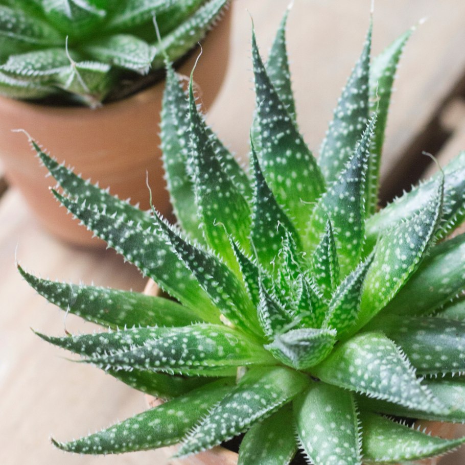 Суккулент алоэ пестрое