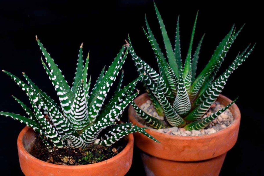 Алоэ Вера цветок столетник