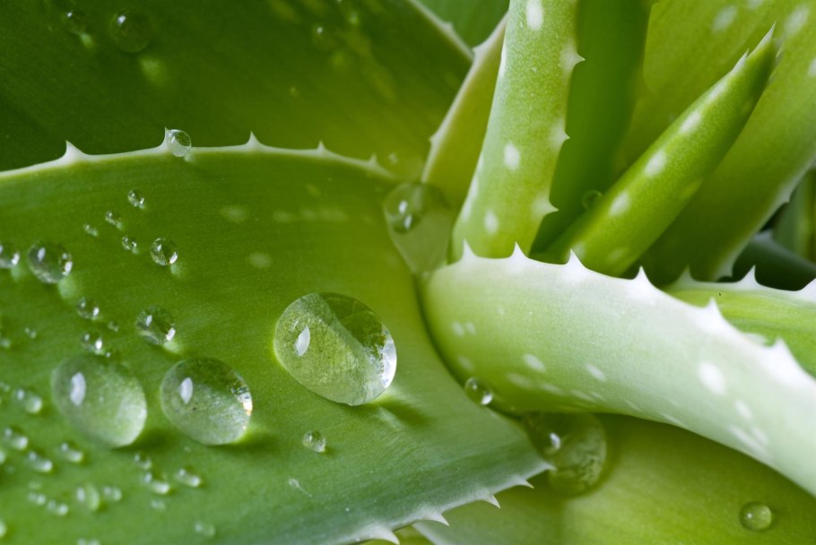 Алоэ Вера Aloe Vera