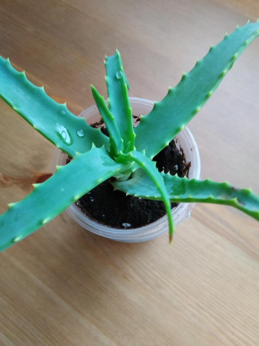 Алоэ Вера цветок столетник