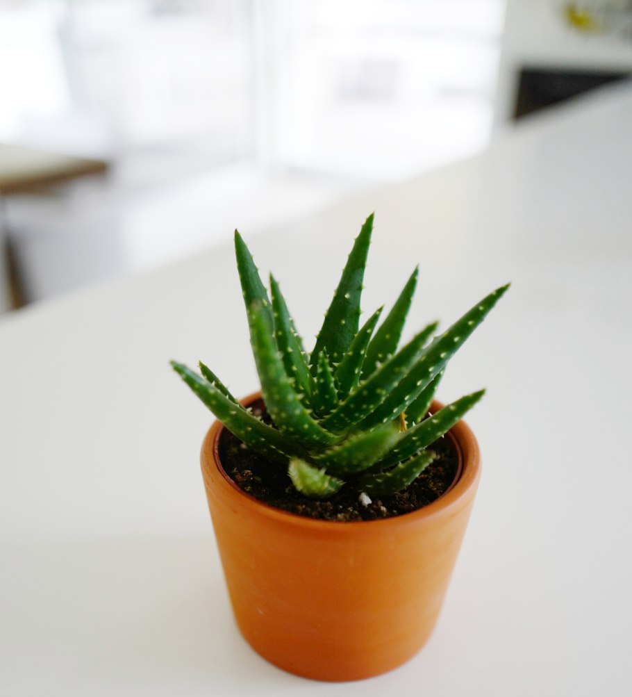 Алоэ Вера маленький